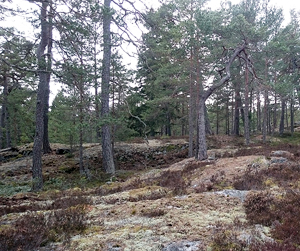 skog