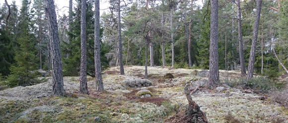 skog_5-1