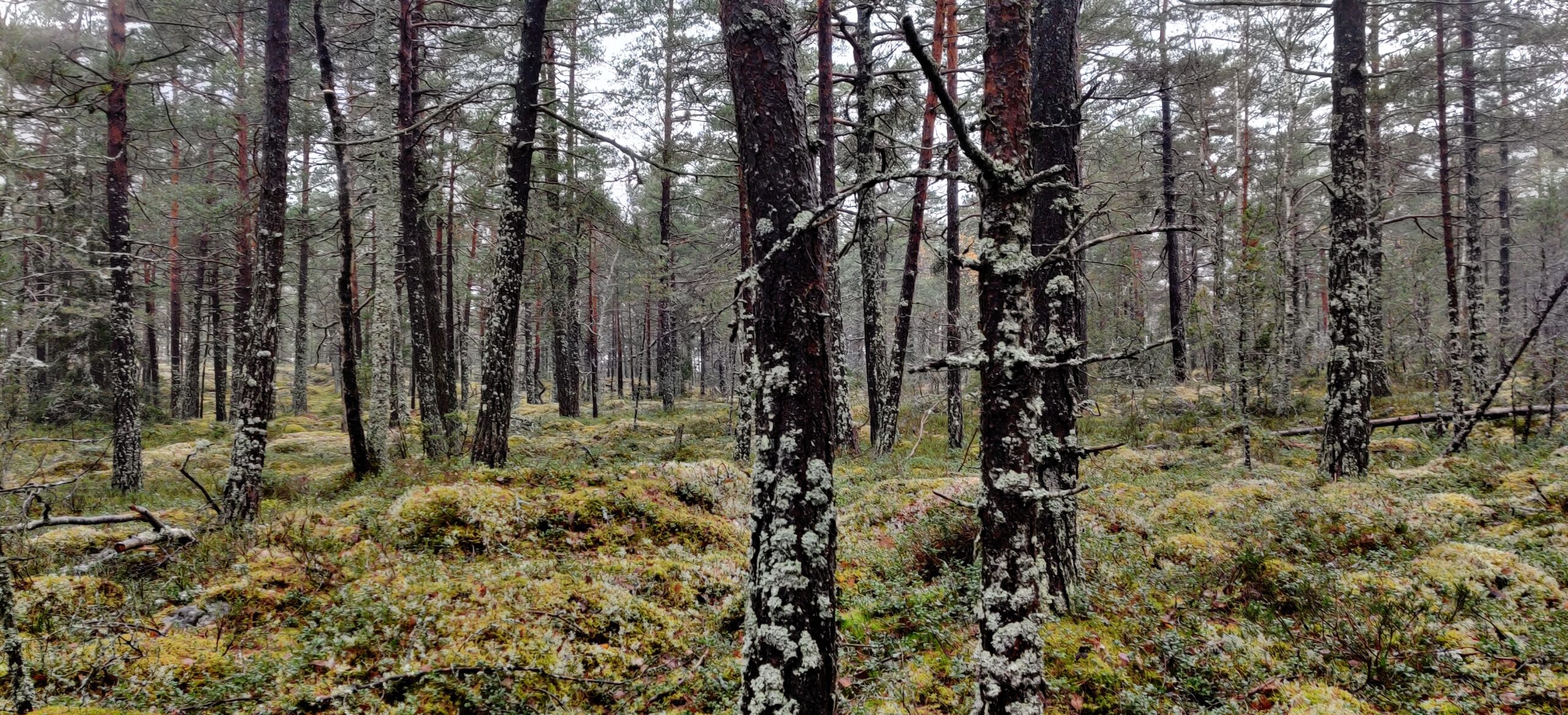 Terrängexempel Järladubbeln